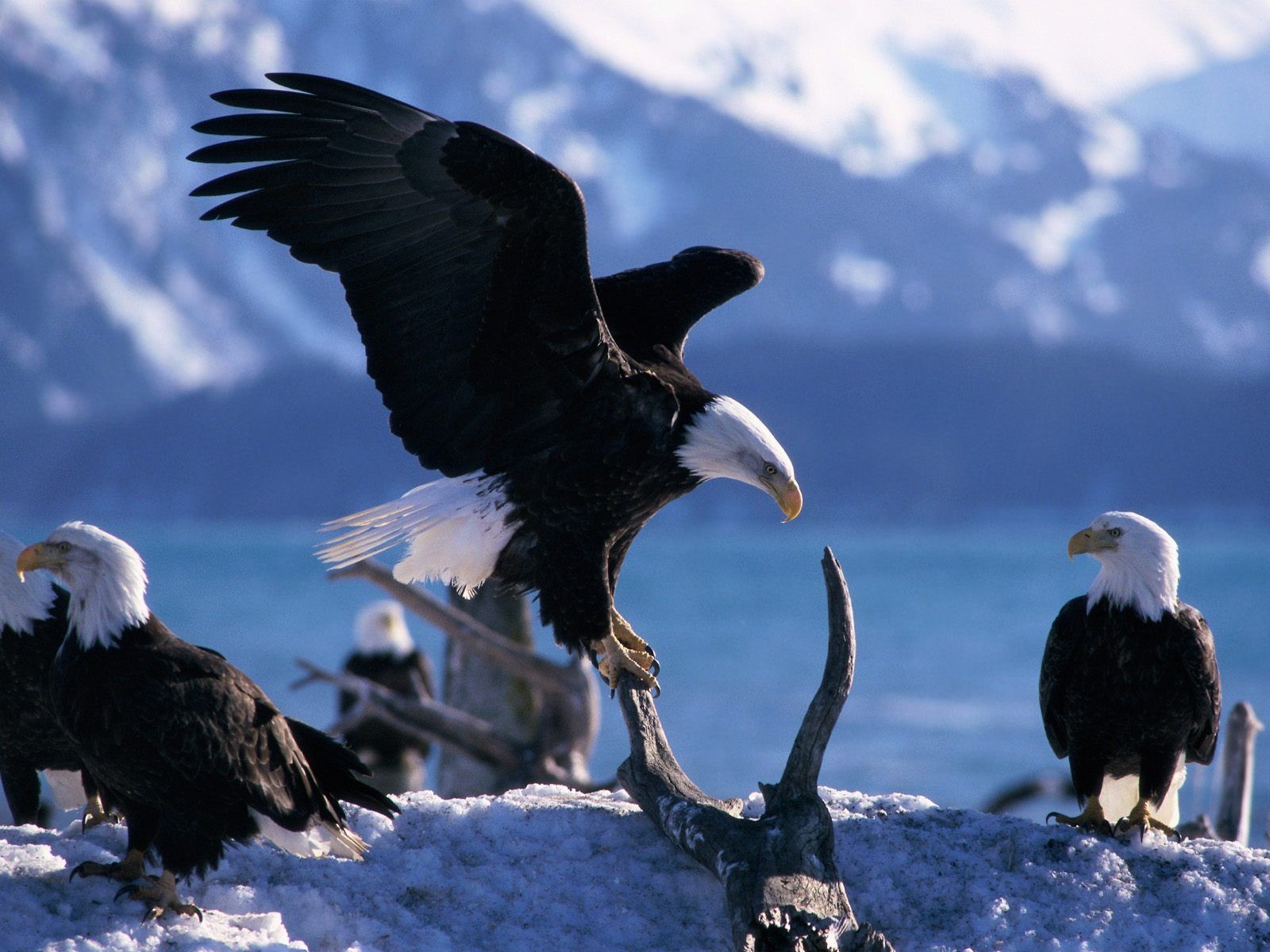 águila aves montañas