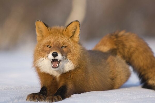 Red fox on white snow