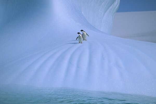 Ein Pinguin-Paar in Schnee und Eis