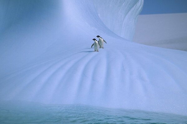 Couple de pingouin dans la neige et la glace