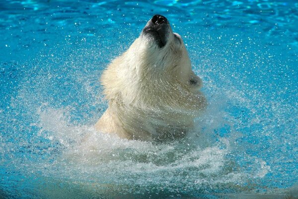 Polar bear swims in the water