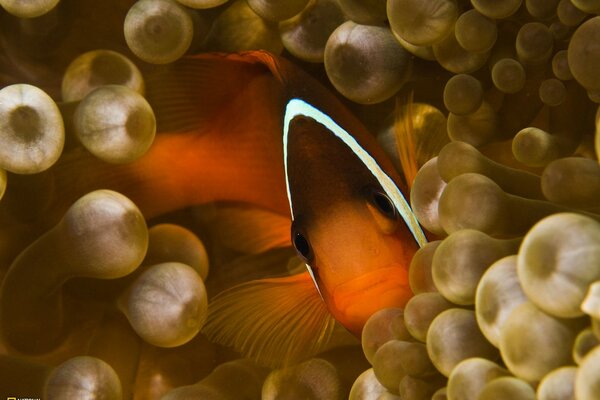 Die verführerische Schönheit der Wasserwelt