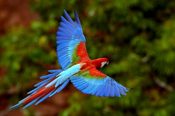 A bright parrot hovers in the air, wings wide open