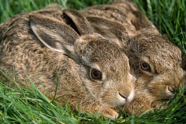 Dwa małe króliczki w trawie
