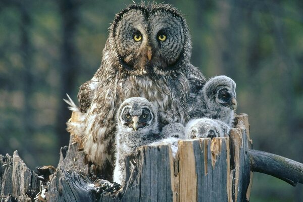 Owl with her chicks