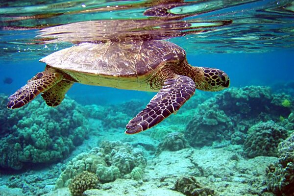 Eine Schildkröte schwimmt auf dem Wasser