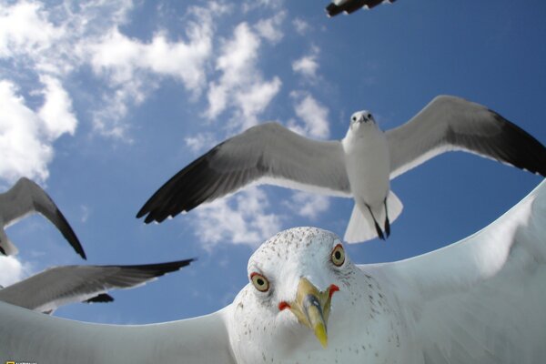 Las gaviotas vuelan en el cielo despejado