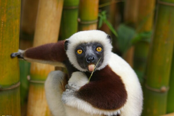 Lemur liże źdźbło trawy językiem