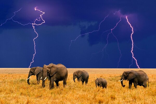 Éléphants dans le champ. Foudre dans le ciel