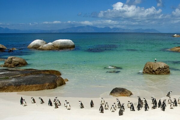 Penguins walk along the shore near the water