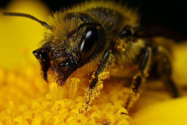 Eine zottelige Hummel sammelt gelbe Pollen