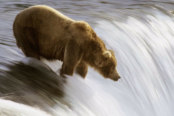 Oso salvaje caza peces