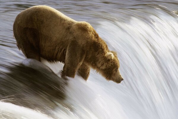 Бурный медведь охотится на рыбу