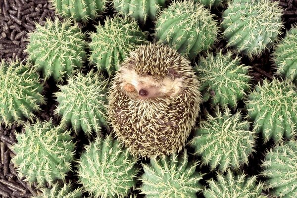 Hedgehog lying on cacti