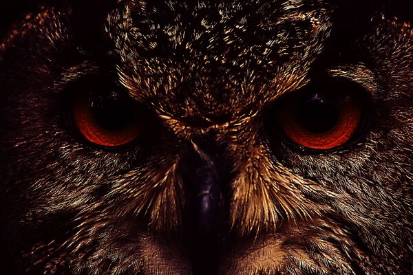 Red owl eyes close up