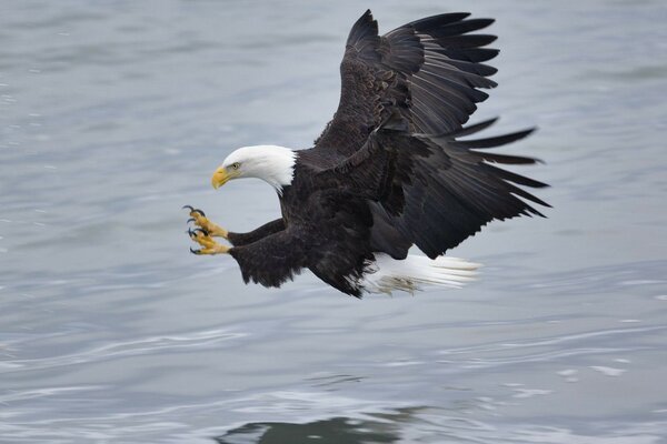 Der Adler ging auf die Jagd