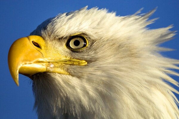 Der gewaltige räuberische Blick eines Adlers