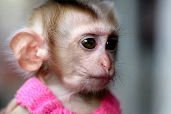 Cute monkey in pink dress