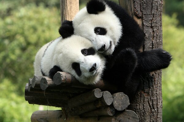 Dos pandas abrazando la naturaleza