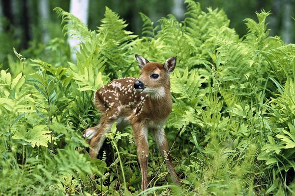 A fawn in the summer grass