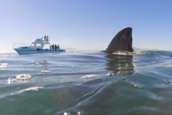 Aleta de tiburón en el mar en el fondo de un yate