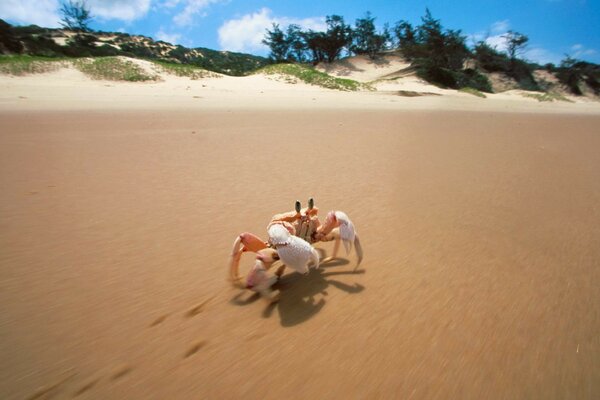 The crab slowly crawls along the sandy shore, leaving traces