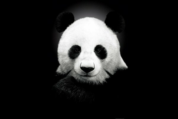 Panda en un fondo negro con clase