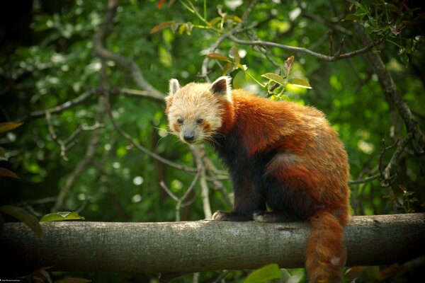 Ruda Panda siedzi na drzewie