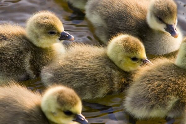 Hintergrund der kleinen Entenküken im Wasser