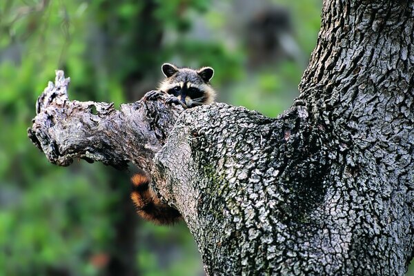 Mapache sentado en un árbol