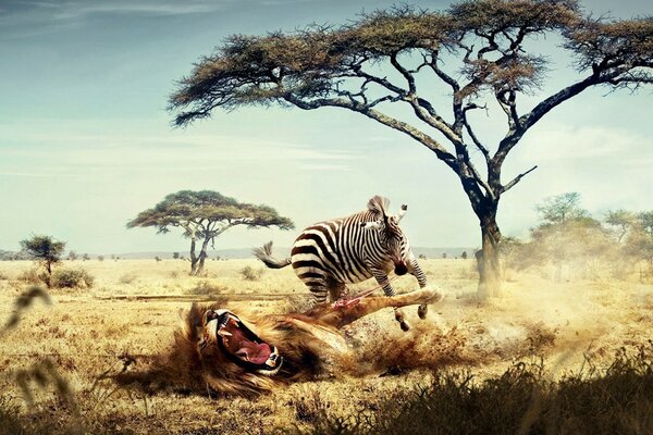 Zebra on the prairie won a fight with a lion