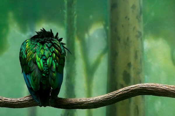 Oiseau sur une branche avec des plumes vertes