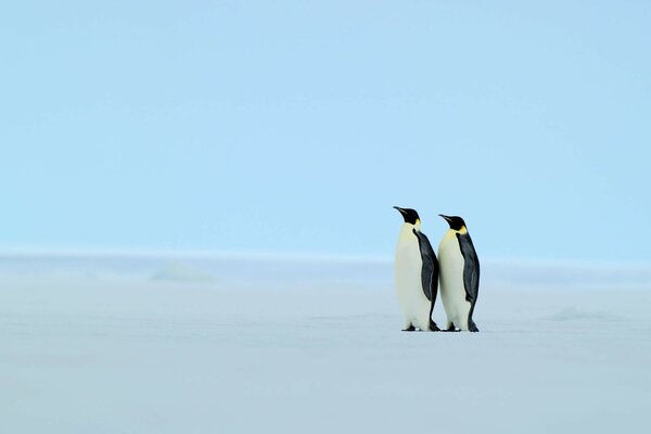 A pair of penguins in a winter landscape