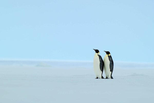 Un par de pingüinos en un paisaje invernal