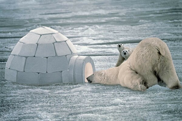 Polar bears sit next to an igloo in winter