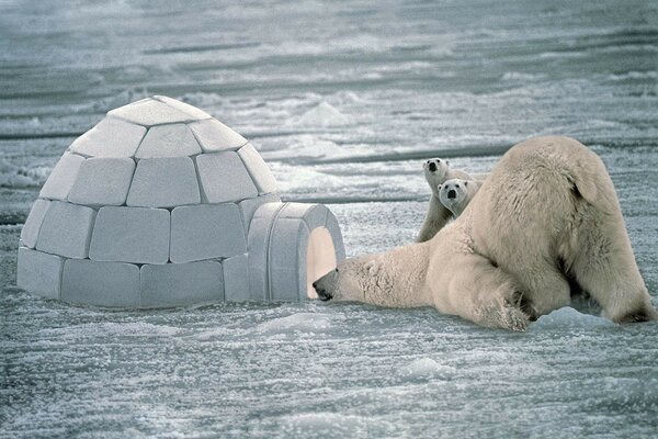 Gli orsi polari si siedono accanto all igloo in inverno