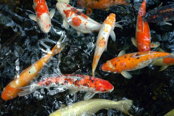 Bright carp swimming in the pond