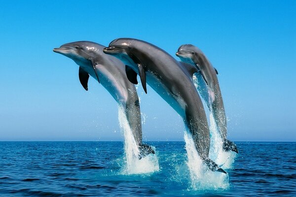 Three dolphins in the sea in a jump