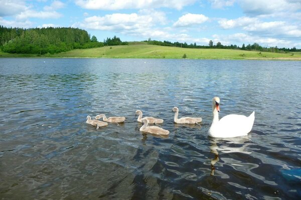 Cinq cygnes nagent ensemble le long de la rivière vers le rivage