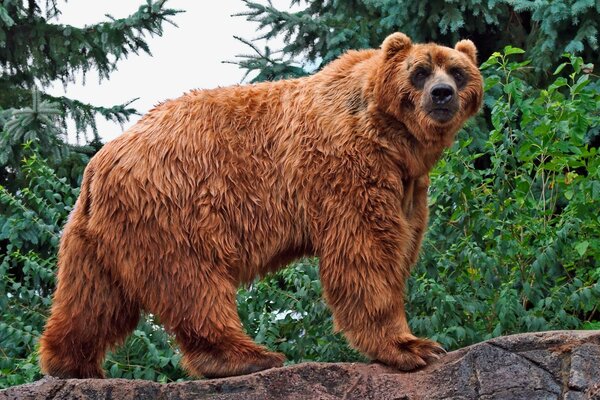 Orso sullo sfondo degli alberi