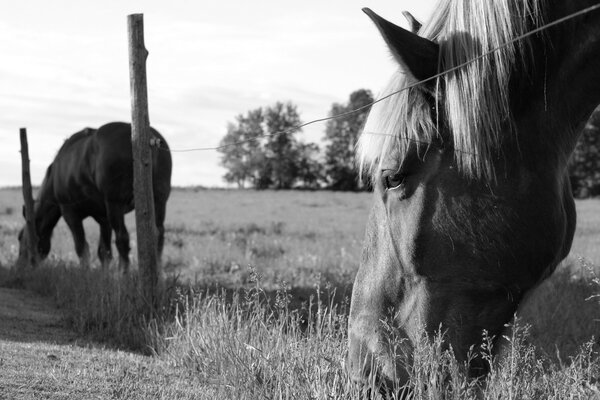 Grasende Pferde auf dem Feld am Zaun