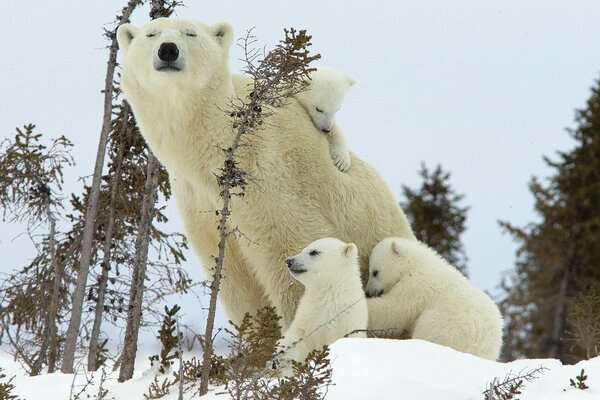 A bear and cubs sit in the forest in winter