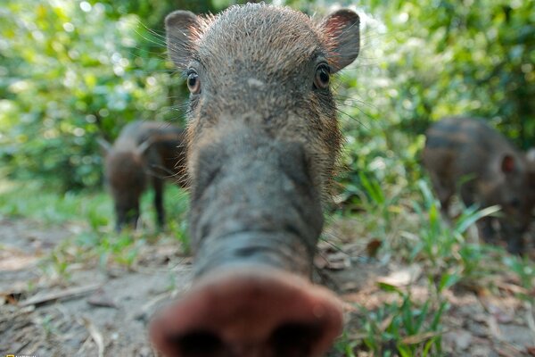 Cinghiale sniffing lente Pimpi