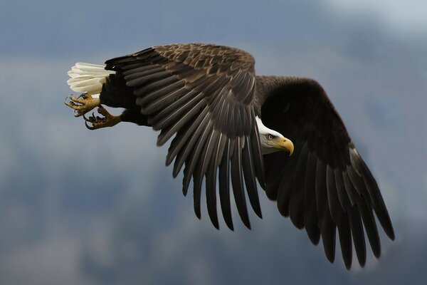 Ein Adler mit großen Flügeln und einem gewaltigen Blick