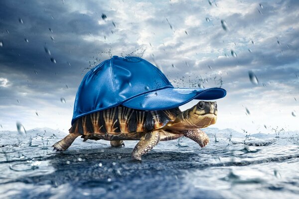 Fotografía creativa de una tortuga con gorra