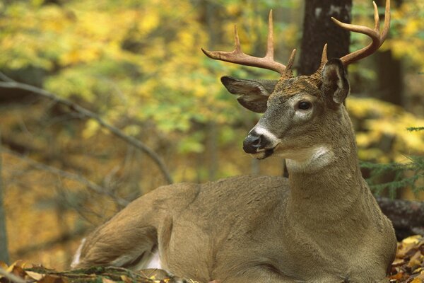 North American white-tailed deer lying on the ground