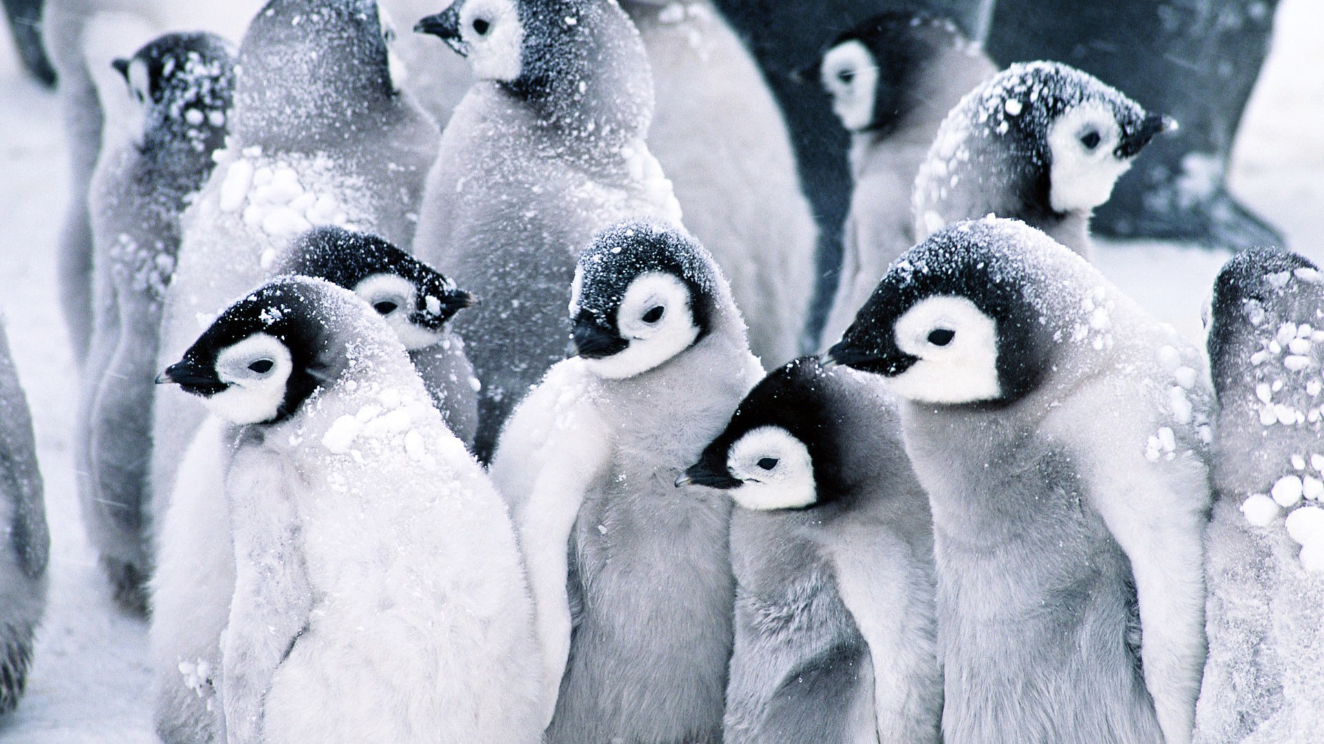 baby penguins snow