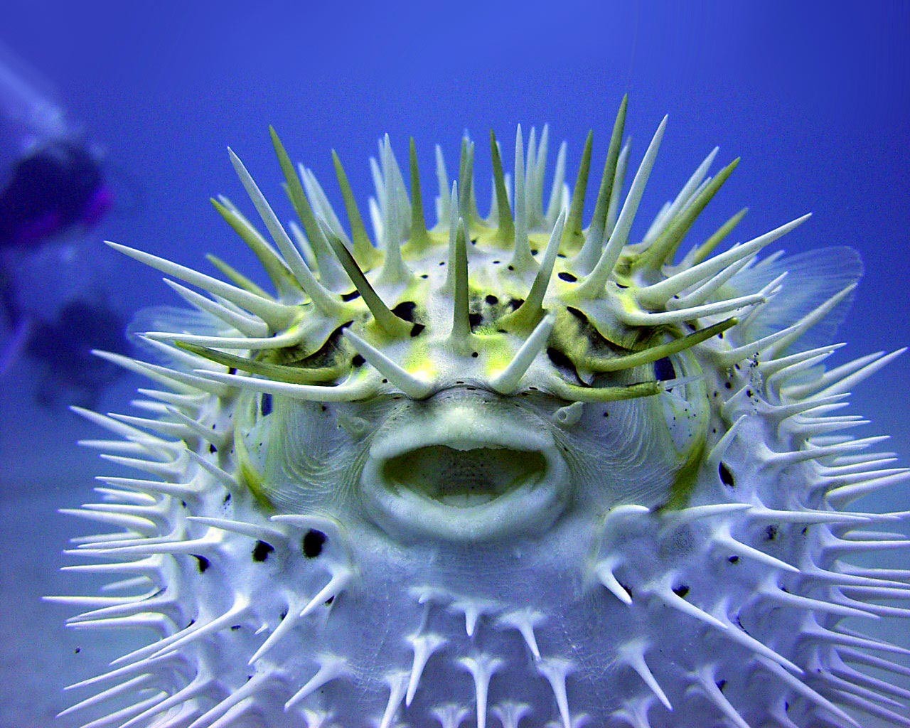 puffer fish underwater