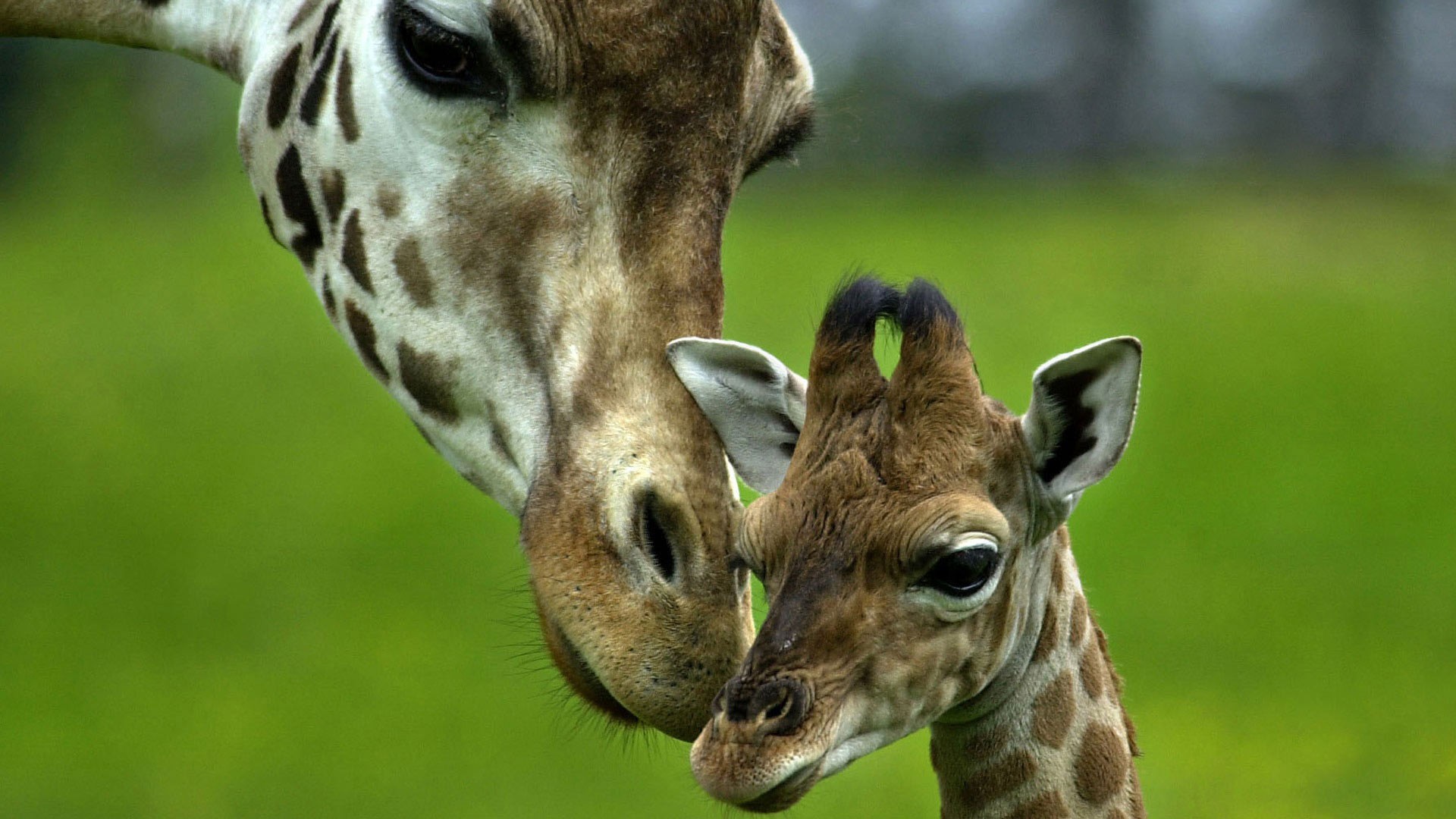 giraffe mama baby fürsorge liebe zärtlichkeit