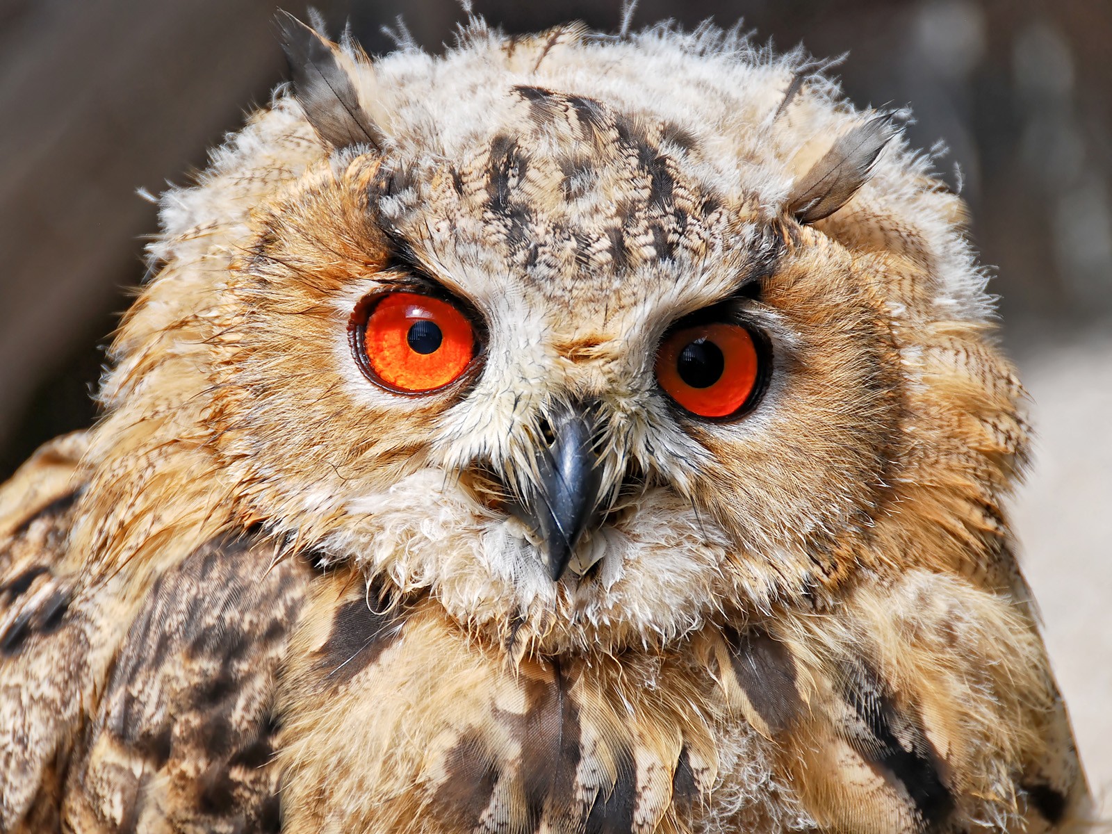 búho plumas ojos